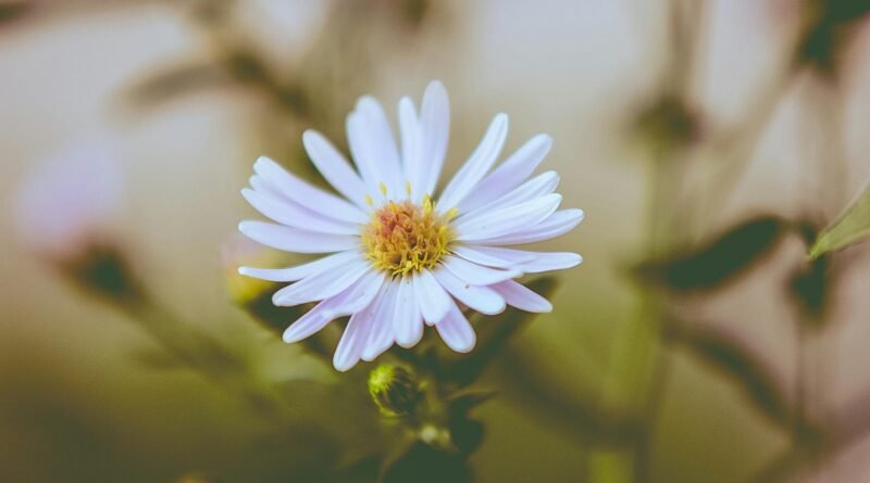 Aster flower