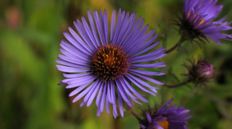 blue aster flower