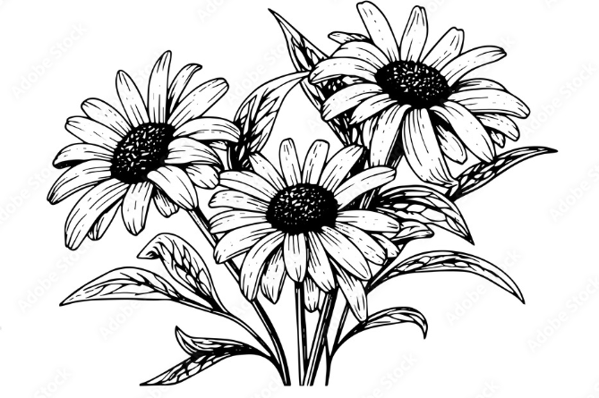 aster flower drawing