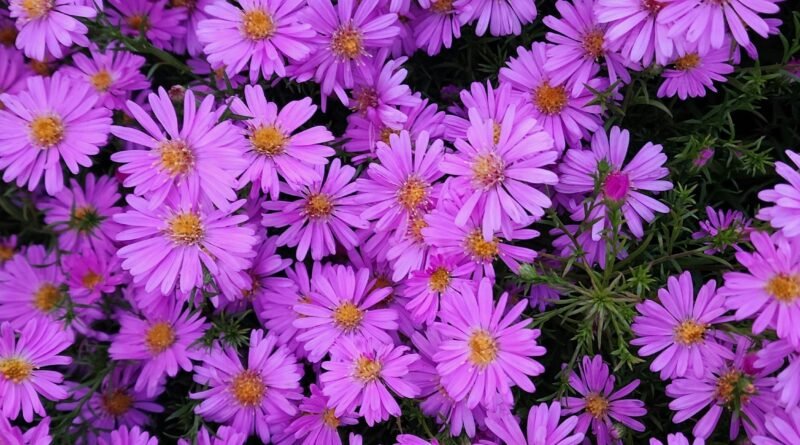 purple aster flower